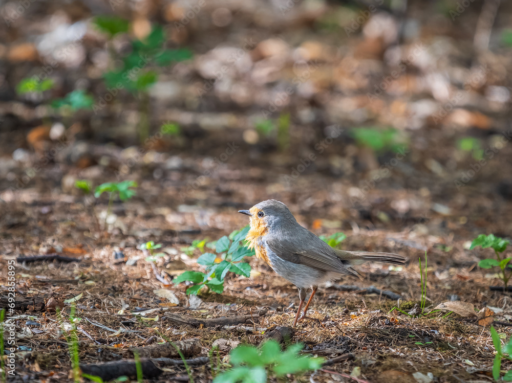 European Robin, Erithacus rubecula, song bird sits on ground in the spring forest or park European Robin, Erithacus rubecula, song bird sits on ground in the spring forest or park