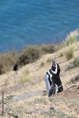 Magellanic penguin on the slopes of Valds peninsula photo