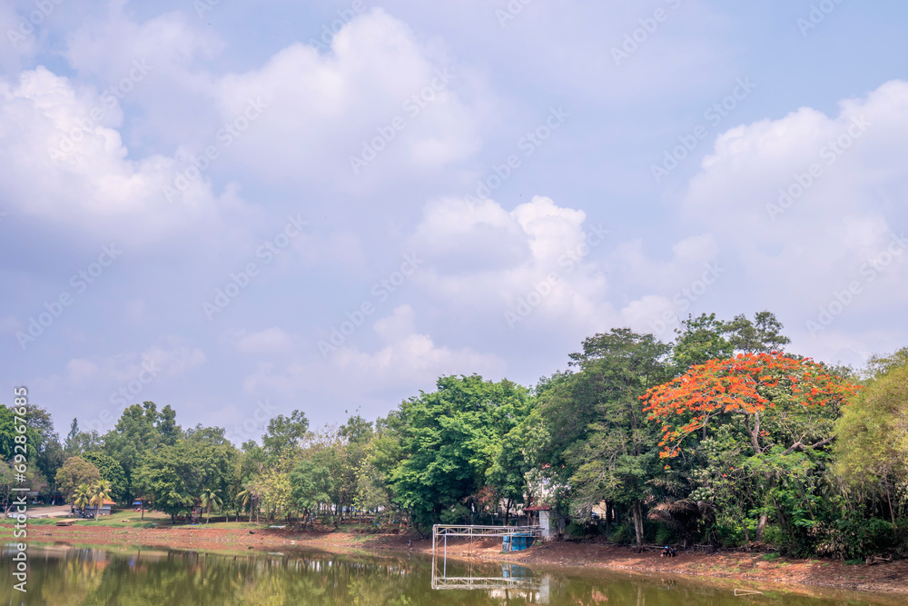 Obraz premium Trees on the park