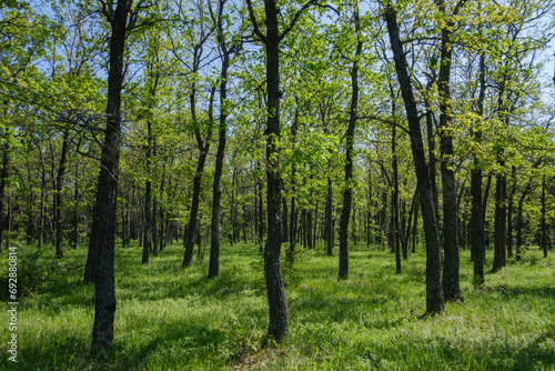 Fototapeta Naklejka Na Ścianę i Meble -  oak grove and green grass on a sunny spring day