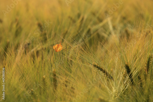 ear plants shaken by the wind