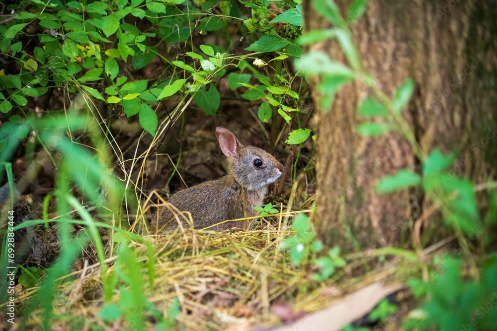 A Baby Rabbit in the Wayne National Forest A Baby Rabbit in the Wayne National Forest