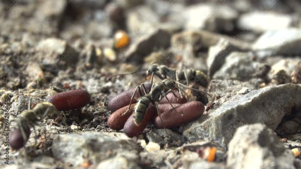 Black ant moving an eggs in the nest Black ant moving an eggs in the nest