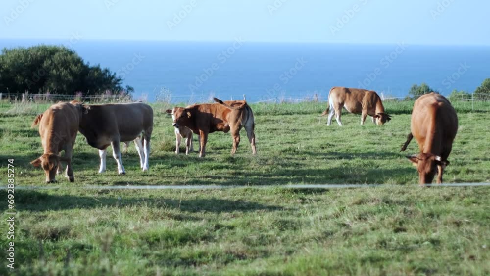 Herd of Brown Cows Grazing on a Cliff Overlooking the Sea Herd of Brown Cows Grazing on a Cliff Overlooking the Sea
