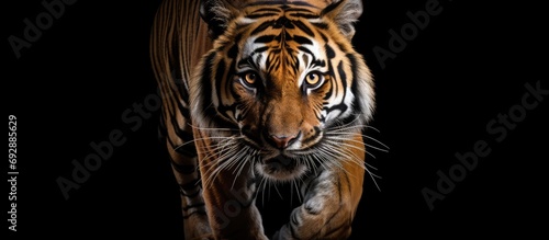 Emerging from darkness, a young Sumatran tiger walks.
