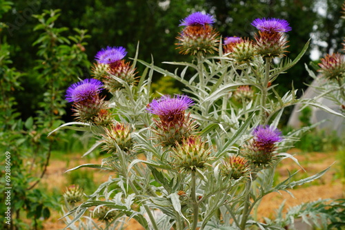 Purple artichoke flower growing in the garden