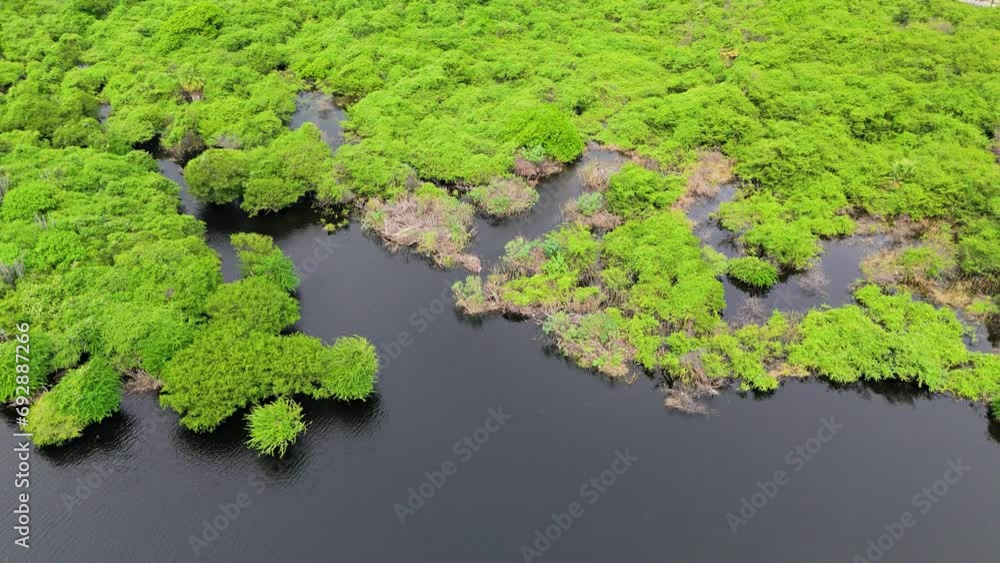 Panoramic aerial parallax around lush sprawling wetland tropical jungle by reservoir Panoramic aerial parallax around lush sprawling wetland tropical jungle by reservoir