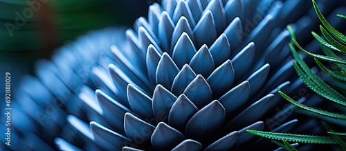 Selective focus shallow depth of field captures close up of the Eastern Cape blue cycad cone, also known as Encephalartos horridus. photo
