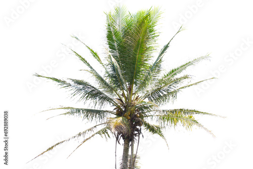 Coconut tree in isolated white background for wallpaper  pohon kelapa dilatar warna putih 