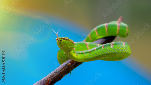 green snake on a wooden branch