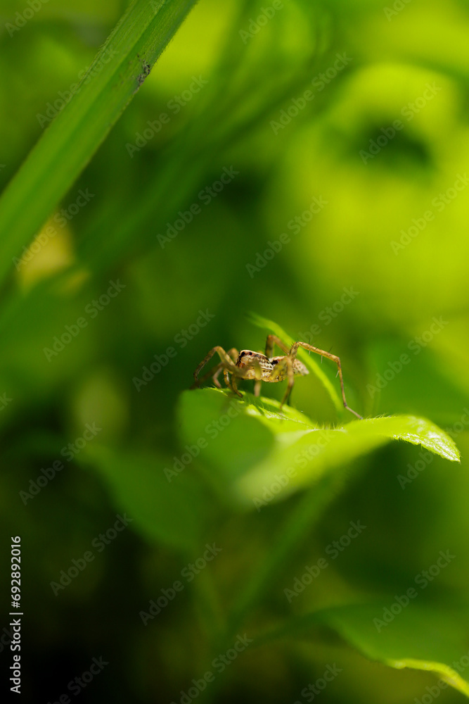 small spider on a leaf small spider on a leaf