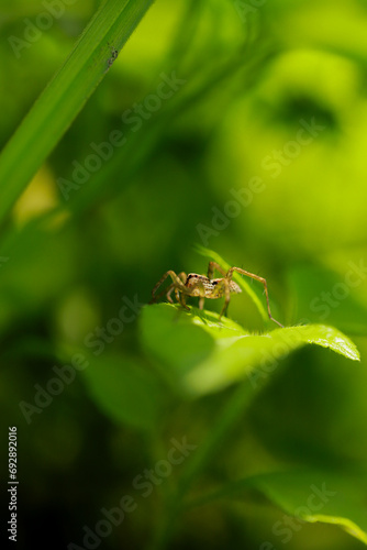 small spider on a leaf © Syukra