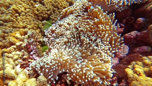 Happy snorkeling tourist couple n clown fish or Nemo or amphirion swim in colorful coral reef flower under deep blue sea at Phang-Nga Similand island ocean in sun light ray, 4k cinematic footage video photo