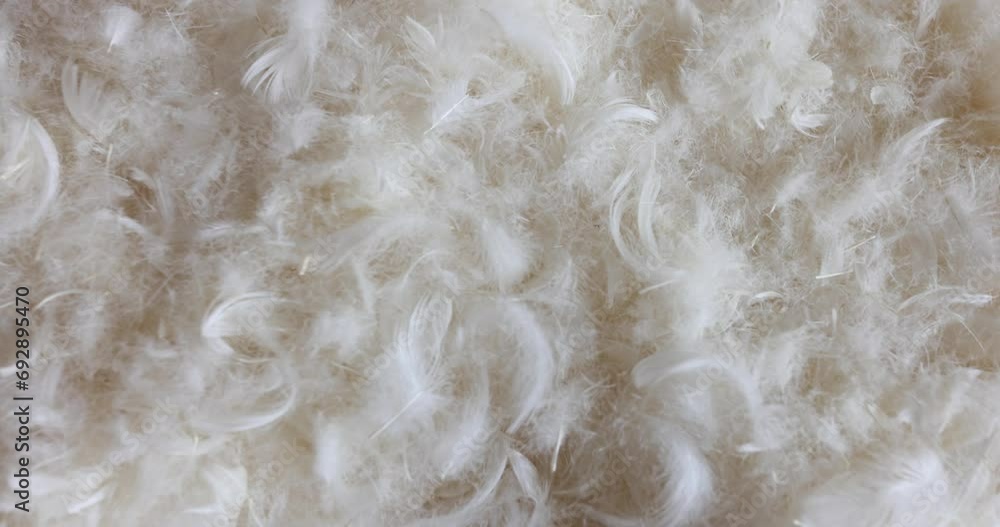 Beautiful abstract gray and white feathers on white background Beautiful abstract gray and white feathers on white background