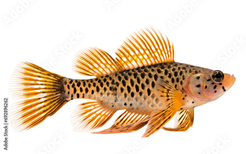 Displaying Nature's Intricate Palette: The Captivating Darter Fish Isolated on Transparent Background PNG.