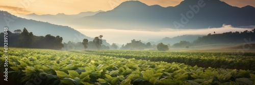 Tobacco fields with mountains in the background Thin mist at sunset © somchai20162516