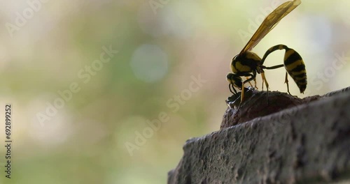 Potter wasp female carefully completes the top of her pot nest with great accuracy and design photo