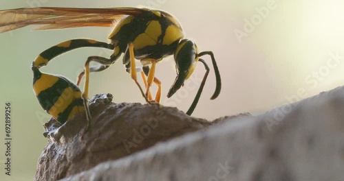 Extreme Closeup of a female Potter wasp laying egg in her clay nest inserting her abdomen photo
