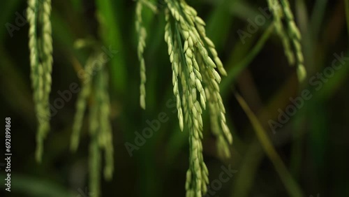 Rice is the staple food in many Asian countries. In summer, paddy ripens by May and the whole field turns yellow. Farmers cut and process the paddy into rice and sell it in the market. photo