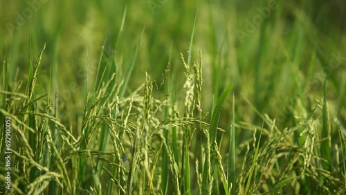 Rice is the staple food in many Asian countries. In summer, paddy ripens by May and the whole field turns yellow. Farmers cut and process the paddy into rice and sell it in the market. photo