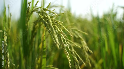 Rice is the staple food in many Asian countries. In summer, paddy ripens by May and the whole field turns yellow. Farmers cut and process the paddy into rice and sell it in the market. photo