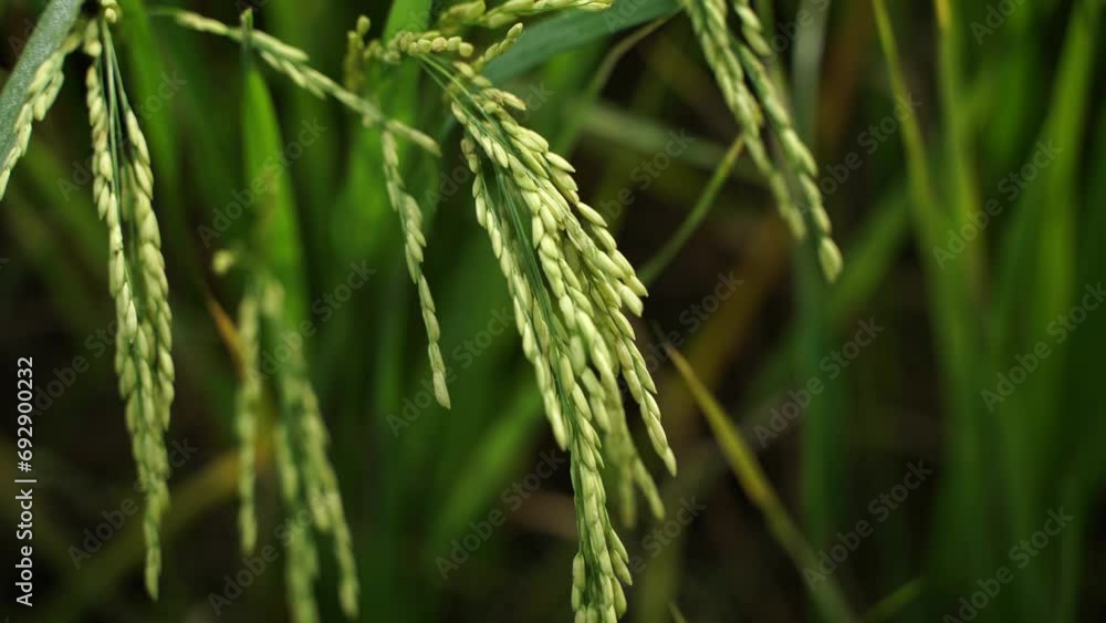 Rice is the staple food in many Asian countries. In summer, paddy ripens by May and the whole field turns yellow. Farmers cut and process the paddy into rice and sell it in the market. Rice is the staple food in many Asian countries. In summer, paddy ripens by May and the whole field turns yellow. Farmers cut and process the paddy into rice and sell it in the market.