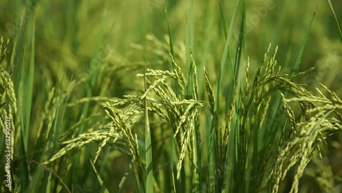 Rice is the staple food in many Asian countries. In summer, paddy ripens by May and the whole field turns yellow. Farmers cut and process the paddy into rice and sell it in the market. photo