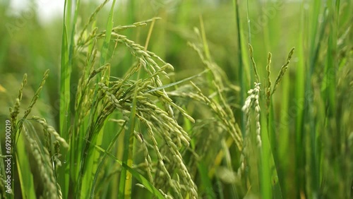 Rice is the staple food in many Asian countries. In summer, paddy ripens by May and the whole field turns yellow. Farmers cut and process the paddy into rice and sell it in the market. photo