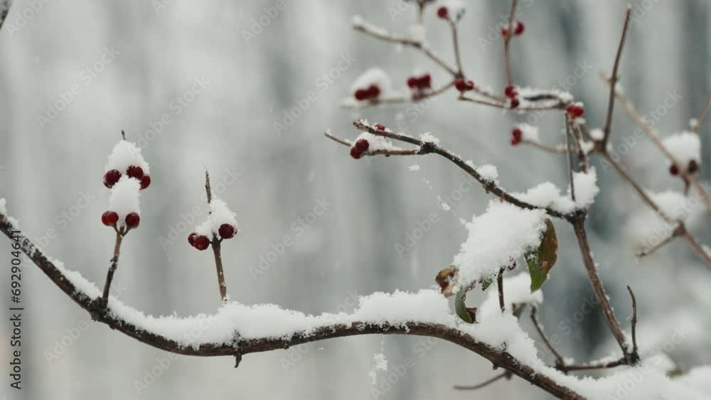 Fresh Snow Falling Close Up Winter Season Fresh Snow Falling Close Up Winter Season