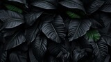 Textures of abstract black leaves for tropical leaf background. Flat lay, dark nature concept, tropical leaf