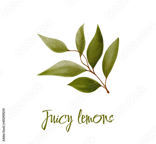 Watercolor illustration of yellow lemons on a branch. Vegetables, fruits, kitchen, cooking, eating, drinking tea, gardening designs.