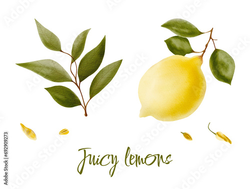 Watercolor illustration of yellow lemons on a branch. Vegetables, fruits, kitchen, cooking, eating, drinking tea, gardening designs.