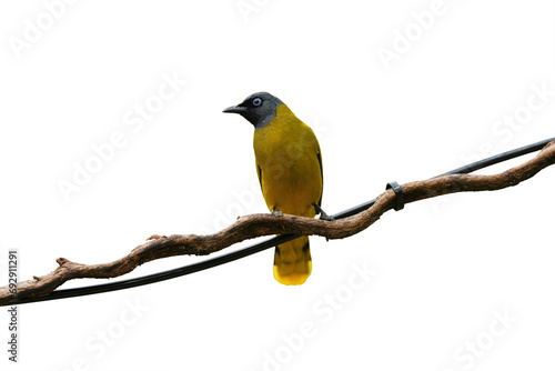 Black-headed Bulbul on branch isolated on white background. This has clipping path.  © Sanit
