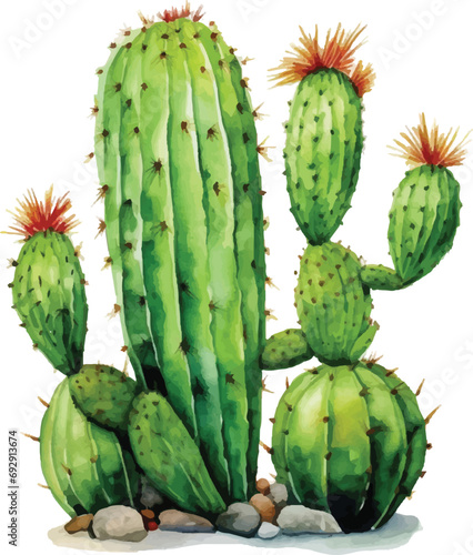 Watercolor cactus on white background