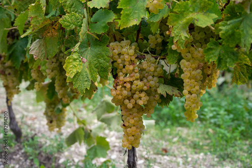 Harvest time in Cognac white wine region, Charente, ripe ready to harvest ugni blanc grape uses for Cognac strong spirits distillation, France photo