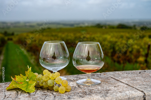 Tasting of Cognac strong alcohol drink in Cognac region, Charente with rows of ripe ready to harvest ugni blanc grape on background uses for spirits distillation, France photo