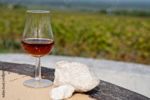 Tasting of Cognac strong alcohol drink in Cognac region, Charente with rows of ripe ready to harvest ugni blanc grape on background uses for spirits distillation, France photo