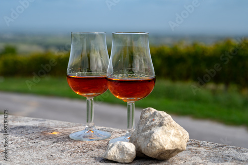 Tasting of Cognac strong alcohol drink in Cognac region, Charente with rows of ripe ready to harvest ugni blanc grape on background uses for spirits distillation, France
