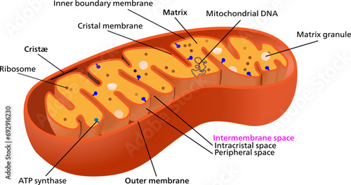 Mitochondria are essentially universal in the eukaryotes.Vector illustration. photo