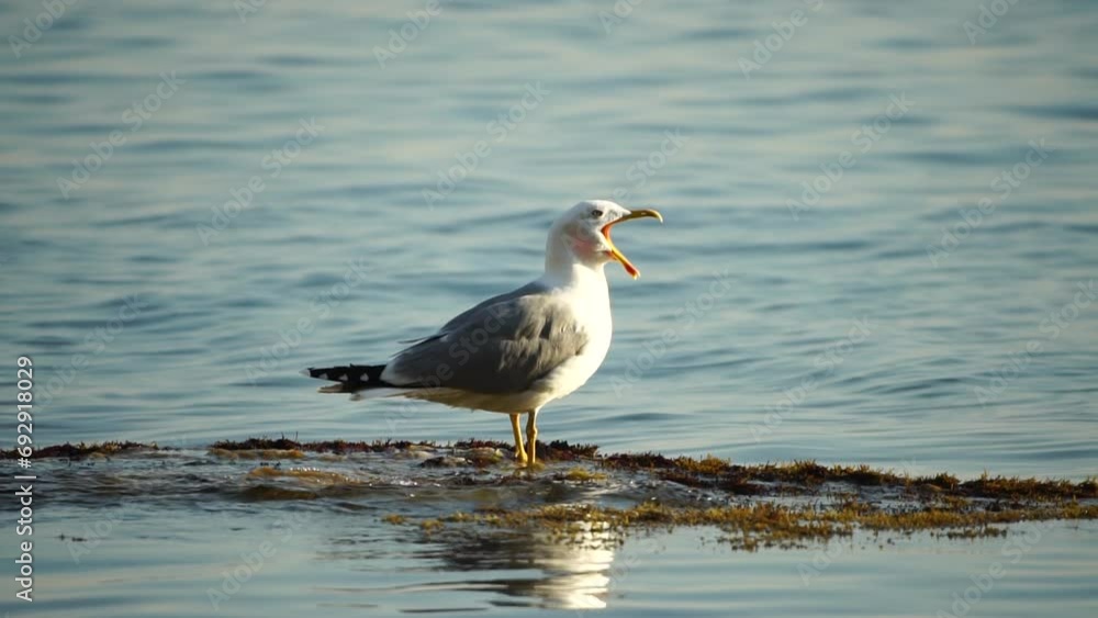 Slow motion close-up shot of a seagull on the rock against calm sea. Bird looking around and cleans its feathers, waiting for a prey and flies to catch a fish. No people. Slow motion Slow motion close-up shot of a seagull on the rock against calm sea. Bird looking around and cleans its feathers, waiting for a prey and flies to catch a fish. No people. Slow motion