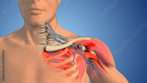 Brachial plexus nerve network in the shoulder structure	 photo
