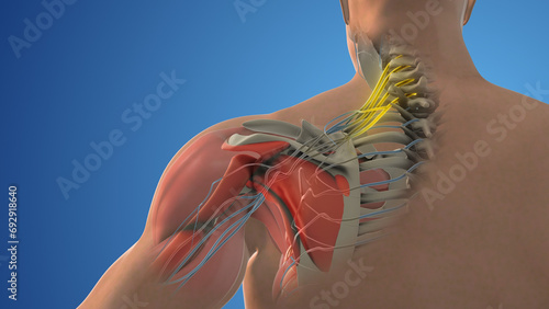 Fotografía The network of brachial plexus nerves in the shoulder structure