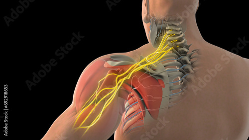 The network of brachial plexus nerves in the shoulder structure	 photo