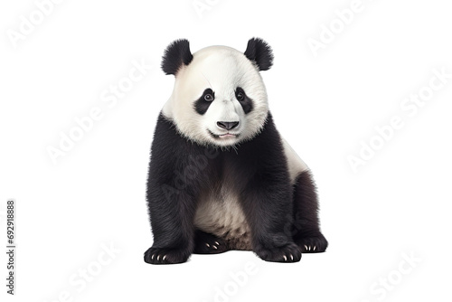 Panda Isolated