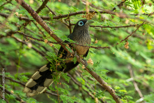 The blue-faced malkoha or small green-billed malkoha is a non-parasitic cuckoo found in the scrub and deciduous forests of peninsular India and Sri Lanka..​ photo