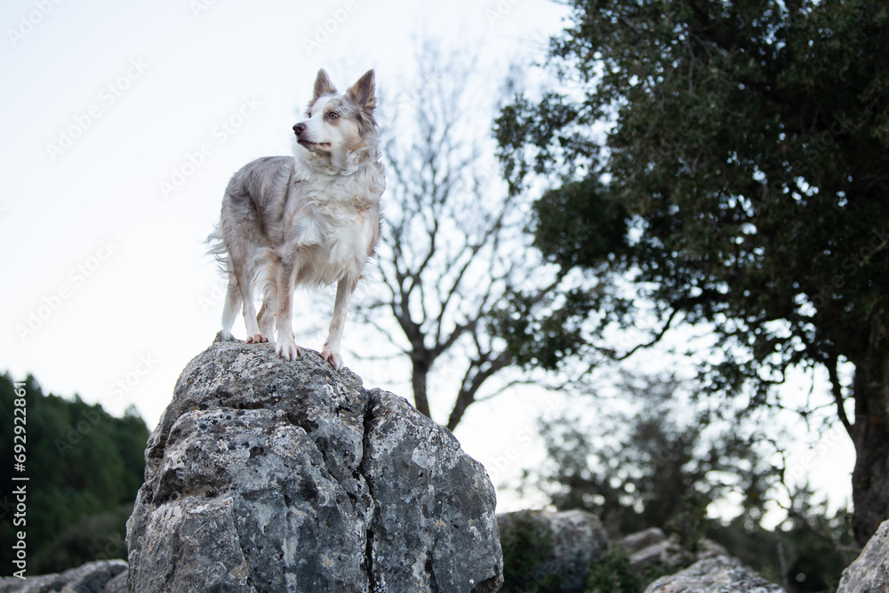 Obraz premium Border Collie