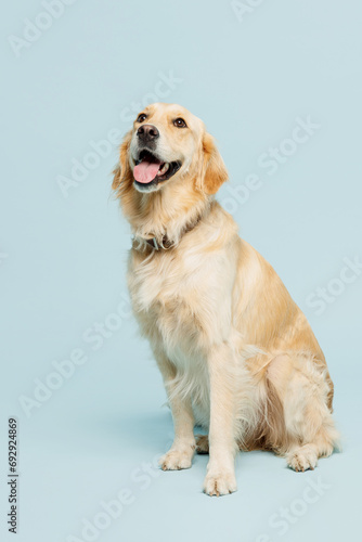 Full body cute fun lovely purebred golden retriever Labrador dog be alone isolated on plain pastel light blue color wall background studio portrait. Taking care about animal pet, canine breed concept. © ViDi Studio
