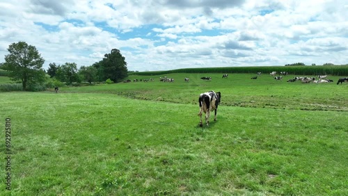 Holstein cow in green meadow. Injured cattle limping on summer day in rural USA. Animal cruelty theme. Aerial. photo