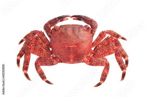 One delicious boiled crab isolated on white, top view