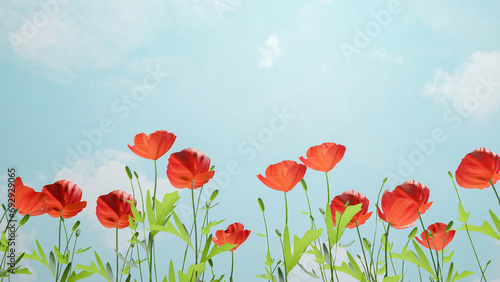 field of red poppies. red poppy flowers border. flower decoration.